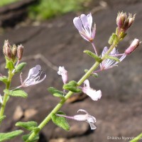 Cleome monophylla L.